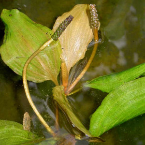 Potamogeton coloratus