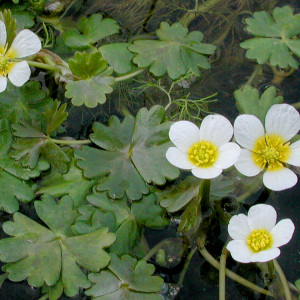 Ranunculus aquatilis