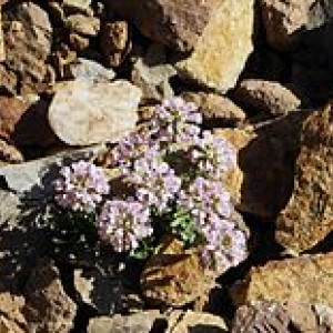 Reussi rotundifolia