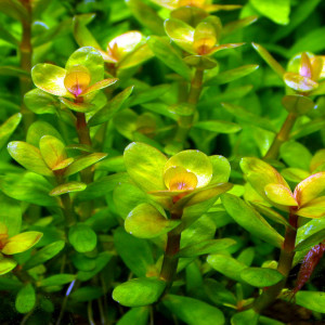 Rotala indica