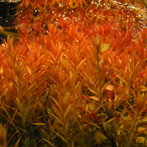 Rotala rotundifolia