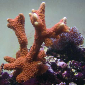 Montipora Digitata