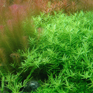 Rotala sp.