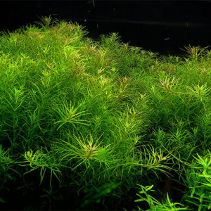 Rotala sp. 'Nanjenshan'