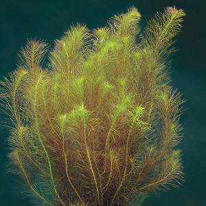 Rotala wallichii