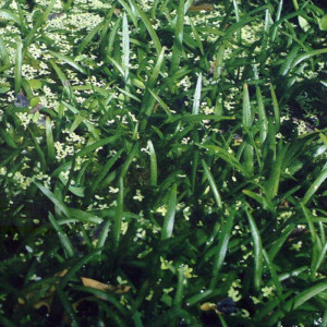 Sagittaria eatonii