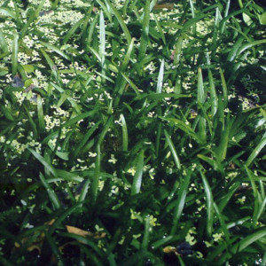 Sagittaria eatonii