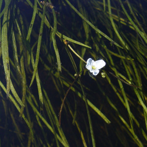 Sagittaria filiformis