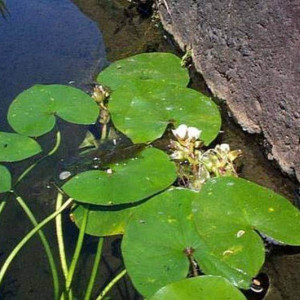 Sagittaria guyanensis