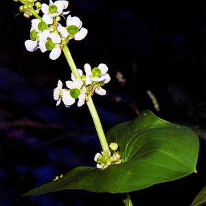 Sagittaria latifolia