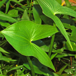 Sagittaria montevidensis