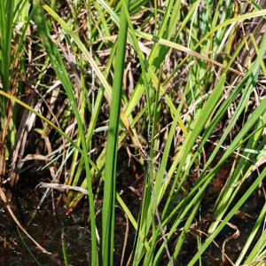 Sagittaria papillosa