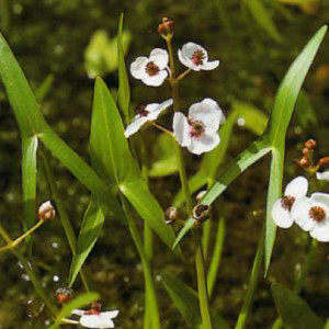 Sagittaria sagittifolia