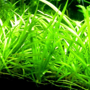 Sagittaria subulata