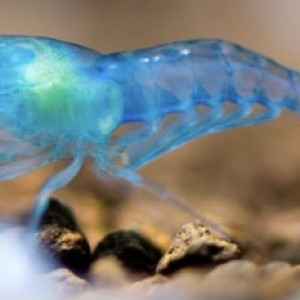 Caridina Blue Aura