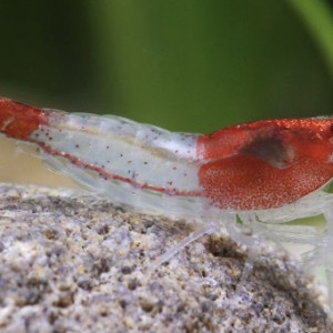 Neocaridina Red Rili