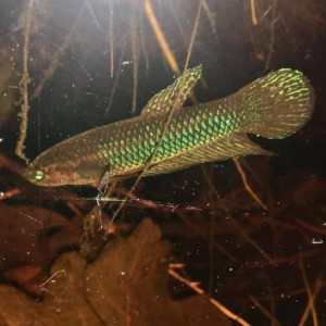 Betta Hendra
