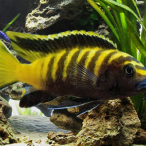 Pseudotropheus Flavus