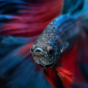 Coup d'oeil sur... le betta splendens