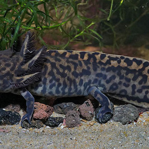 Ambystoma andersoni