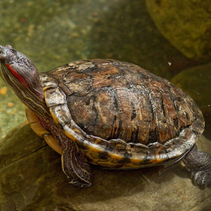 Trachemys scripta