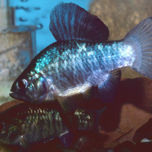 Cyprinodon variegatus