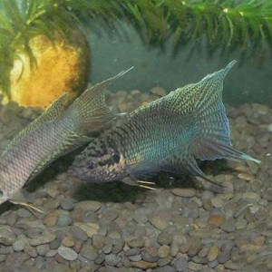 Macropodus hongkongensis
