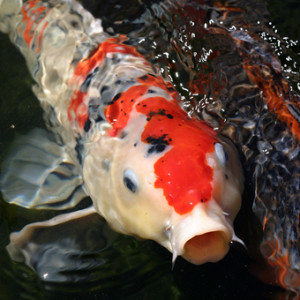 Cyprinus carpio carpio