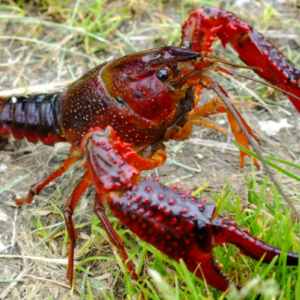 Procambarus clarkii