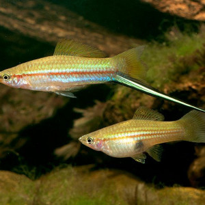 Xiphophorus hellerii