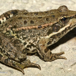 Pelophylax ridibundus