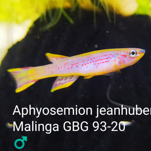 Aphyosemion jeanhuberi
