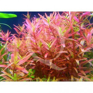 Rotala Yao Yai