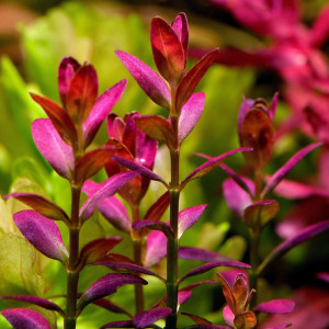 Rotala Ramosior Florida