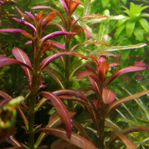 Rotala Ramosior Sunset