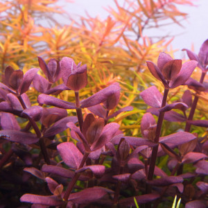 Plante bacopa salzmannii purple (bacopa purple) : fiche complète,  paramètres, volume, maintenance en aquarium