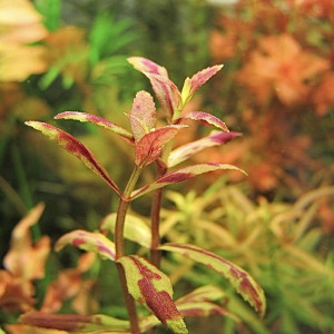 Limnophila Belem