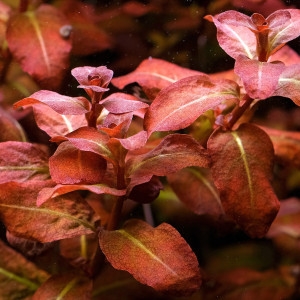 Ludwigia Senegalensis