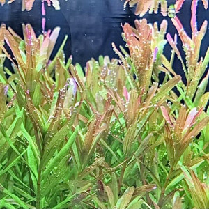 Rotala rotundifolia 'Pink'