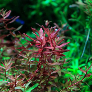 Rotala macrandra 'Mini Butterfly'/'Mini V'