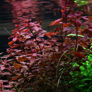 Ludwigia palustris 'Super Red'