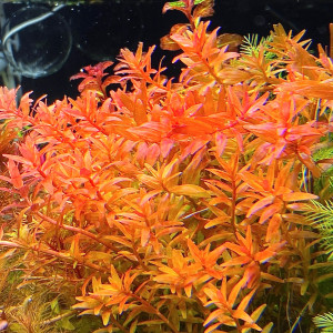 rotala blood red