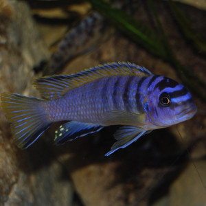 Tropheops Elongatus Boadzulu Kanchedza