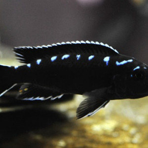 Pseudotropheus Elongatus Neon Spot Haï Reef