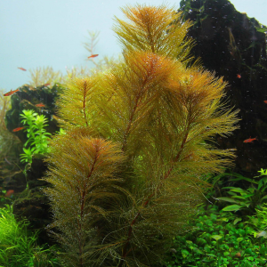 Roraima milfoil