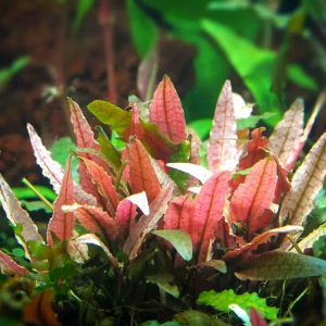 Cryptocoryne wendtii Flamingo