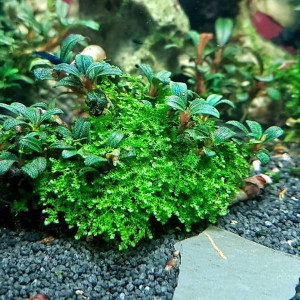 Bucephalandra Moos