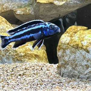 Melanochromis cyaneorhabdos