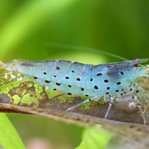 Caridina rubropunctata