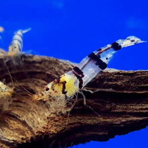 Caridina sp. Racoon Tiger